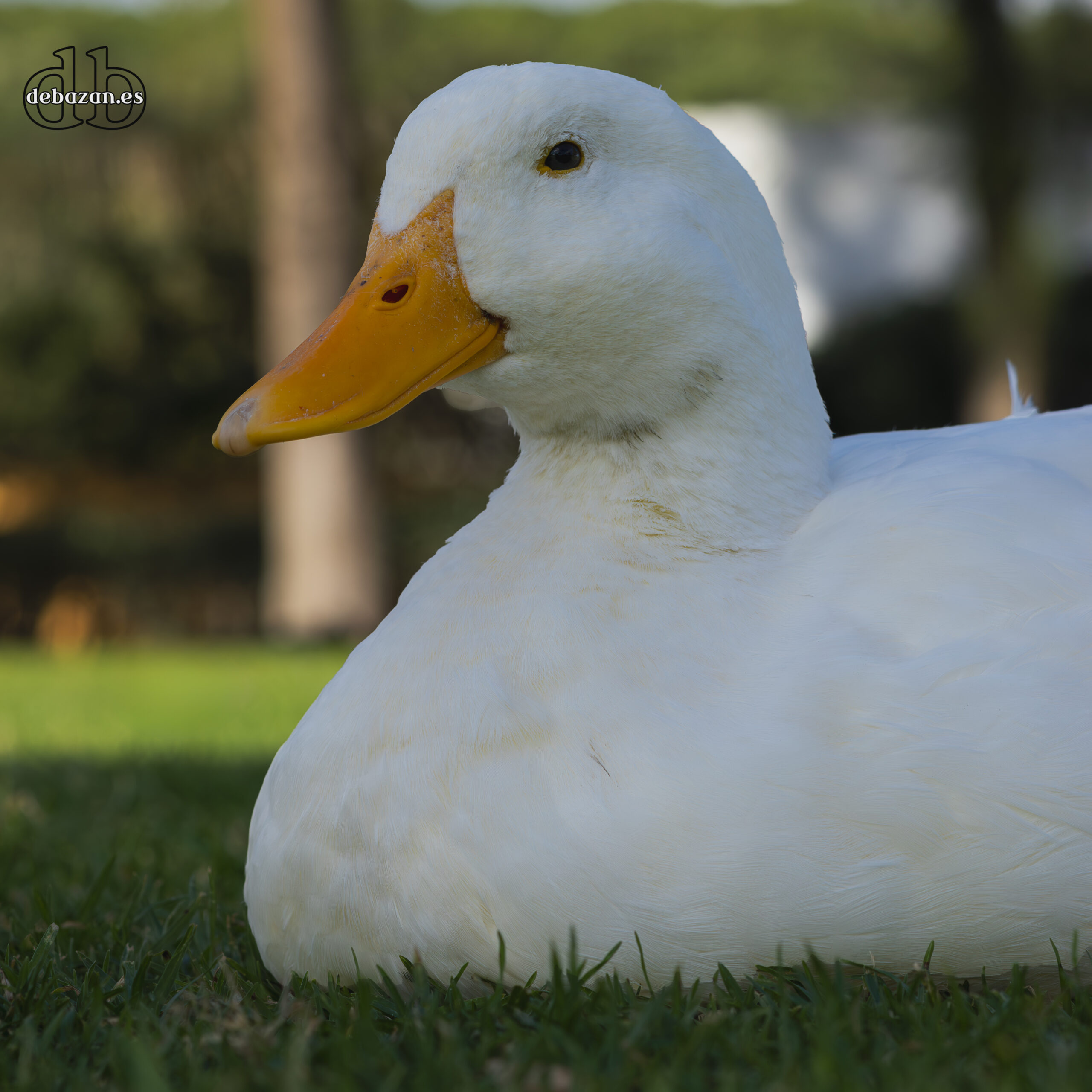 pato_blanco
