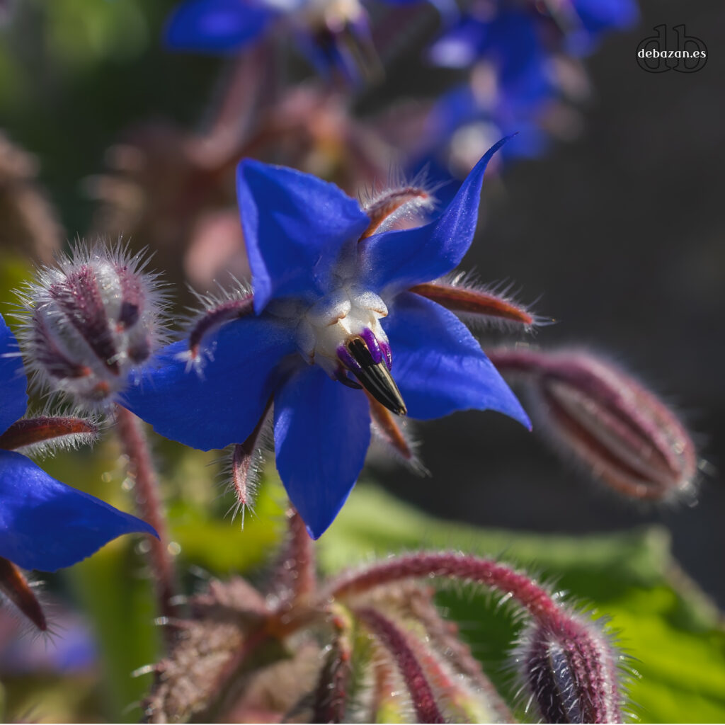 flor azul