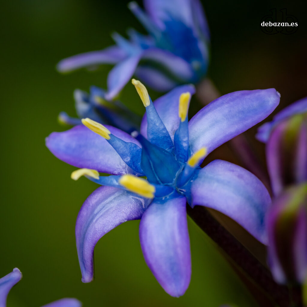 flor