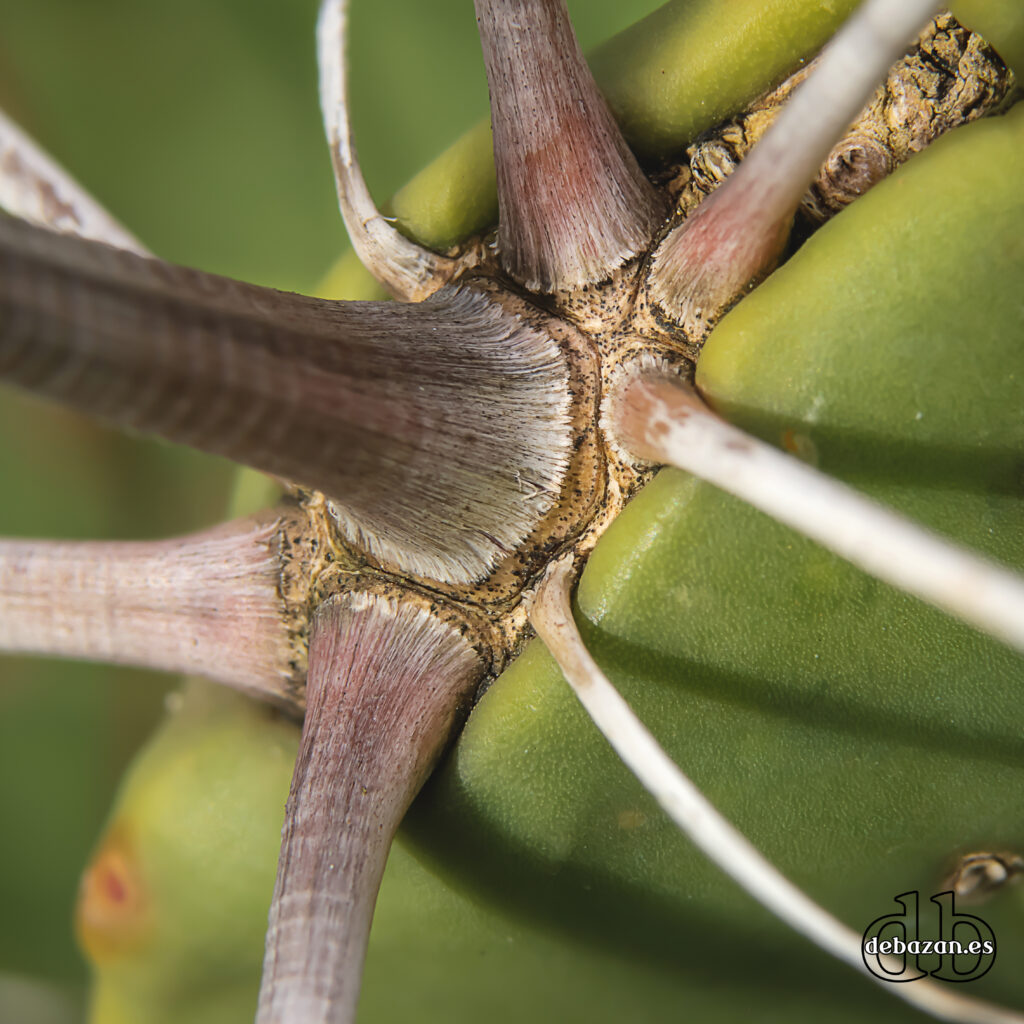 espina_ferocactus