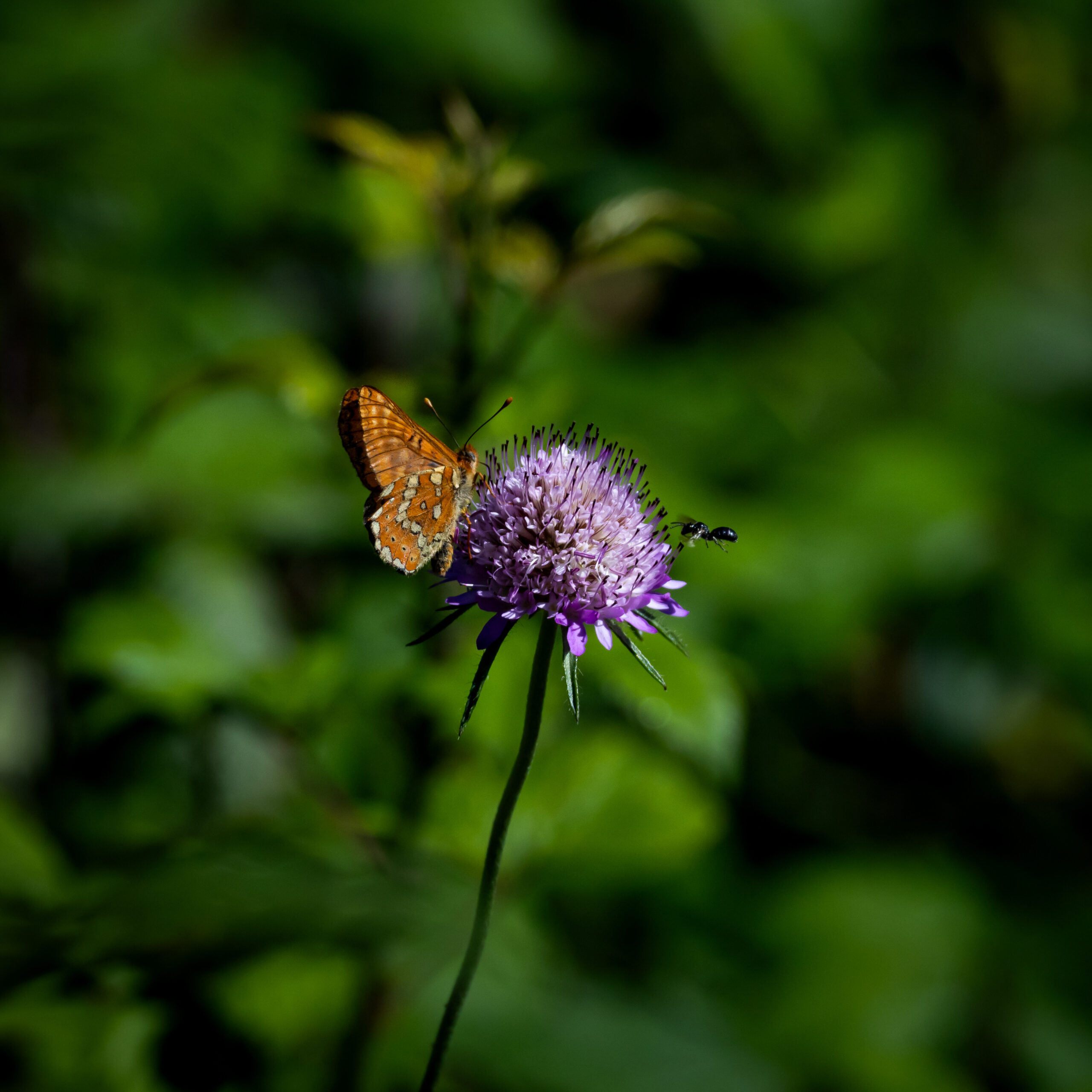 mariposa
