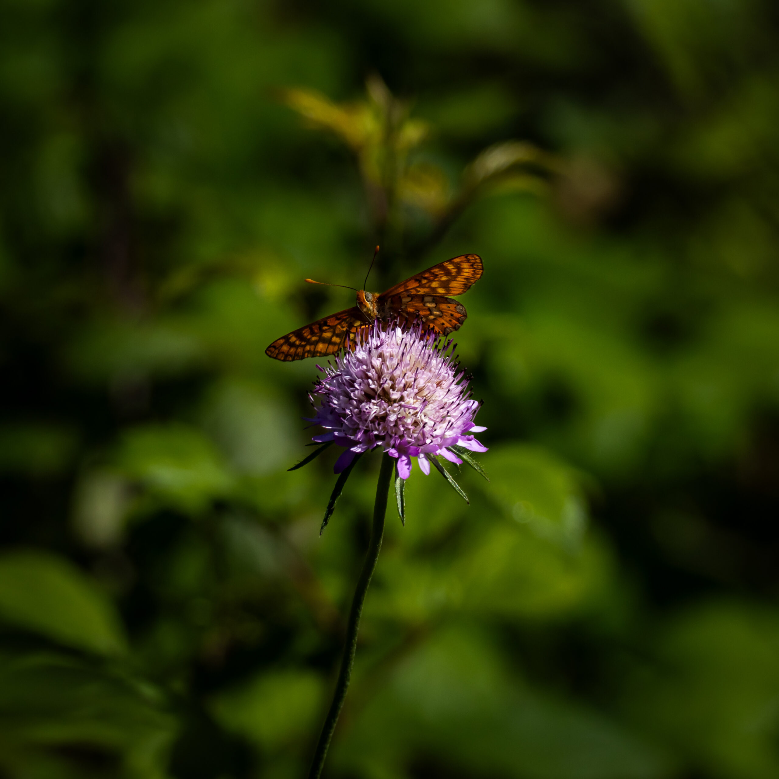 mariposa