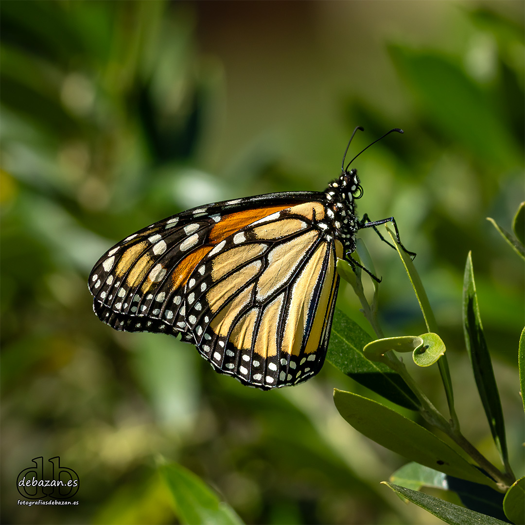 mariposa