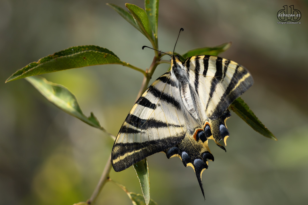 mariposa