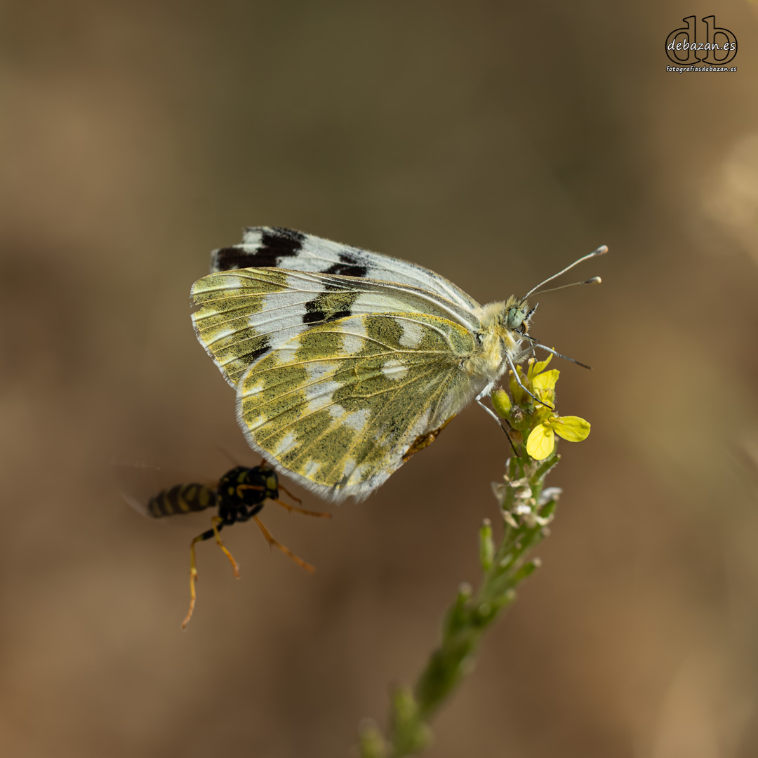 mariposa