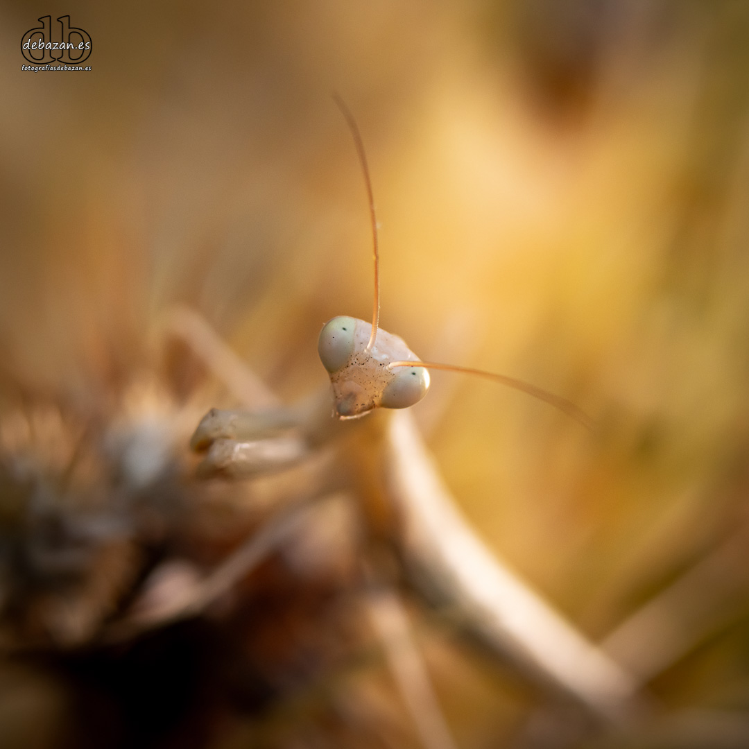 Mantis religiosa blanca