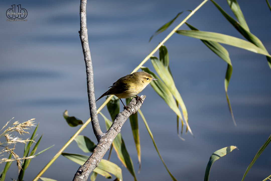 Mosquitero comun