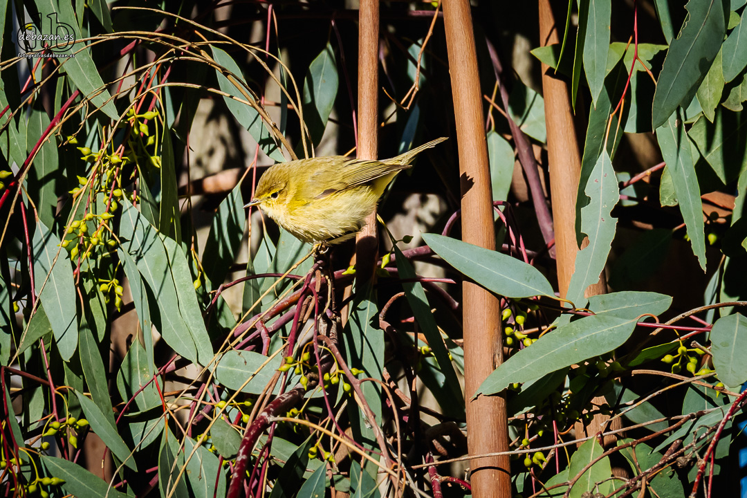 Mosquitero comun