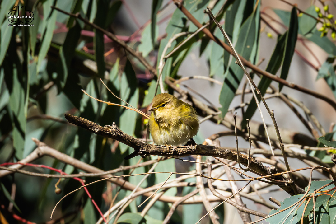 Mosquitero comun