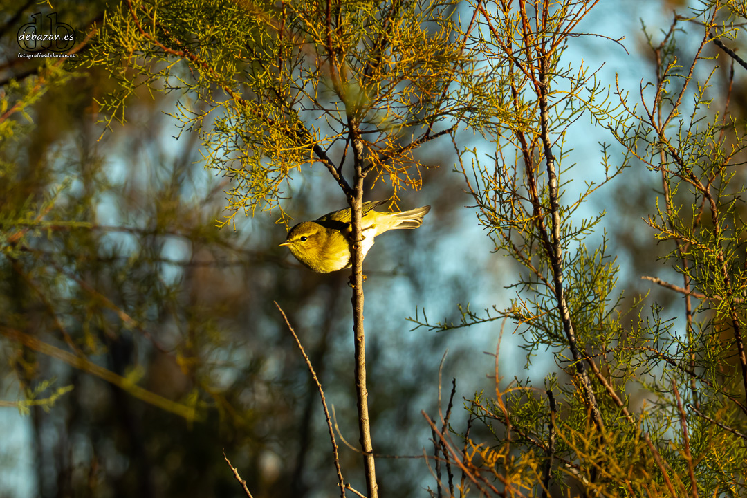 Mosquitero comun