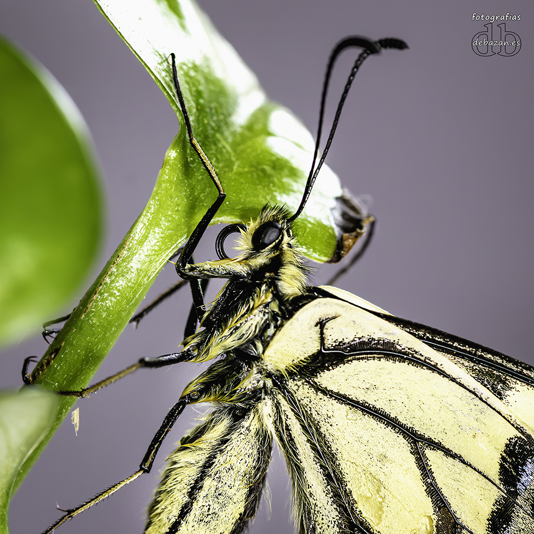 Papilio machaon