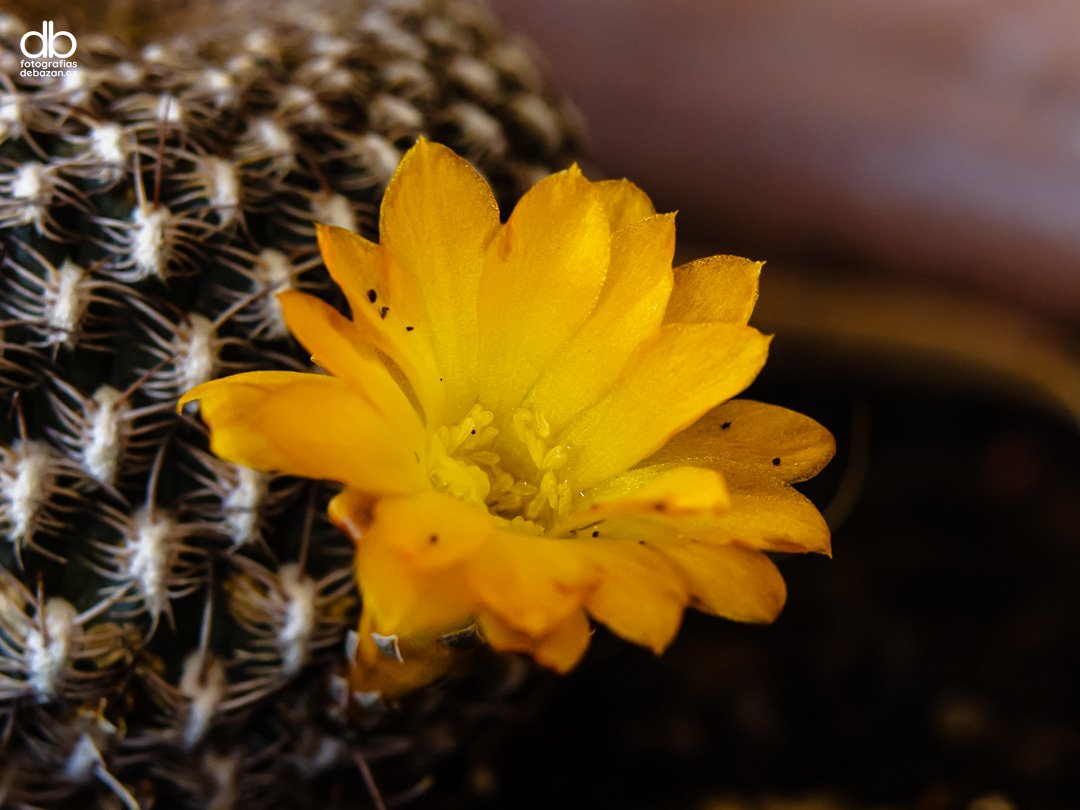 Rebutia arenacea Cárdenas