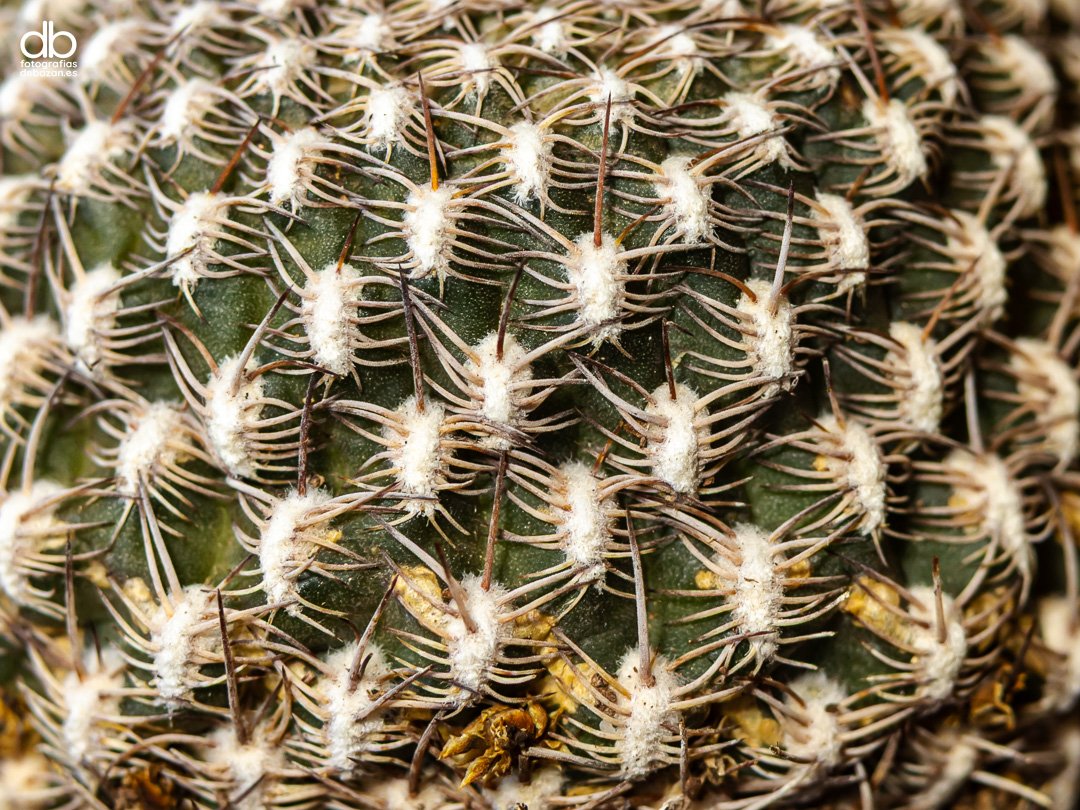 Rebutia arenacea Cárdenas