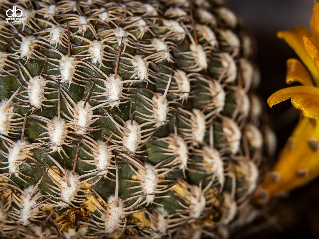 Rebutia arenacea Cárdenas