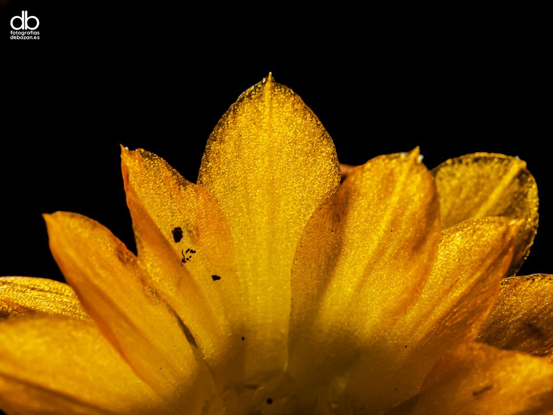 Rebutia arenacea Cárdenas