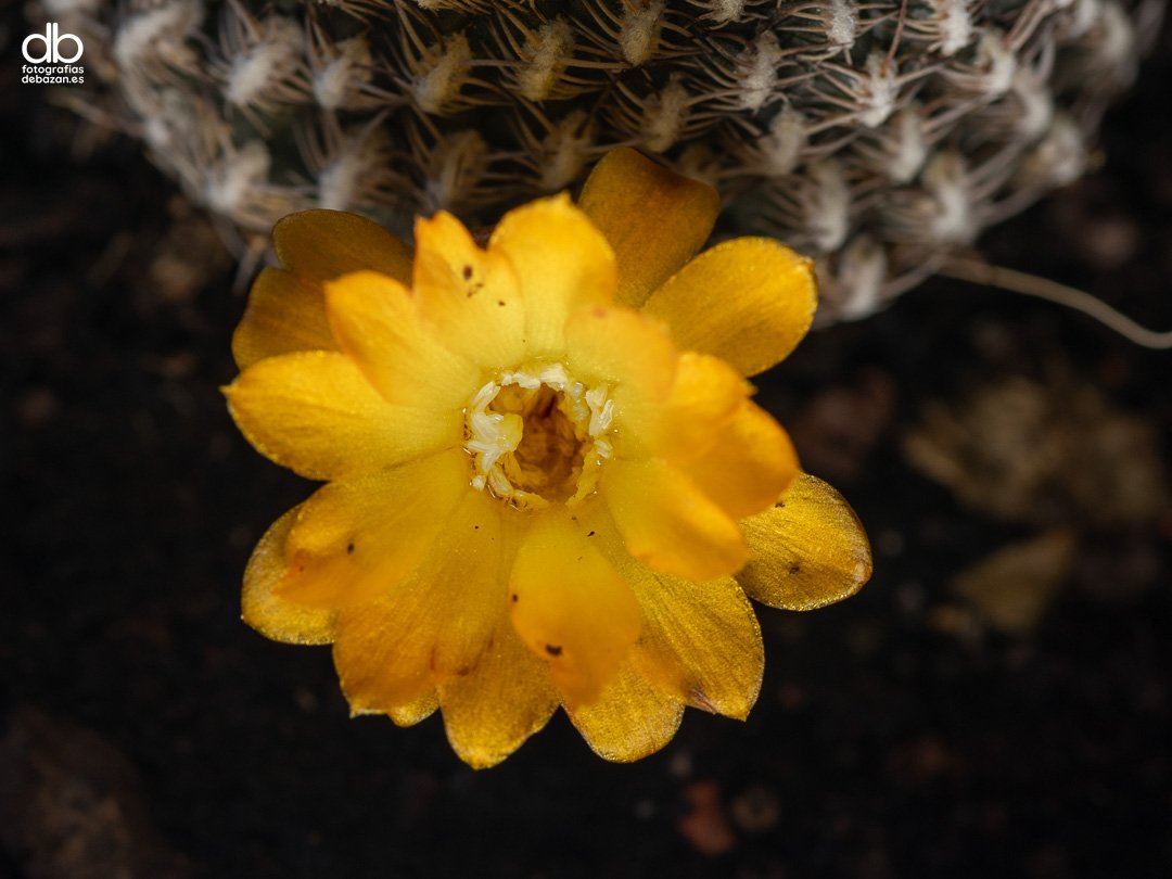 Rebutia arenacea Cárdenas