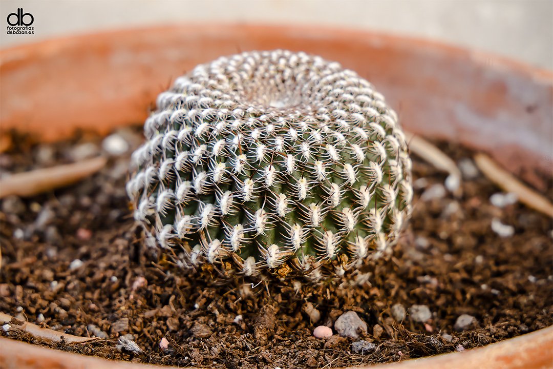 Rebutia arenacea Cárdenas
